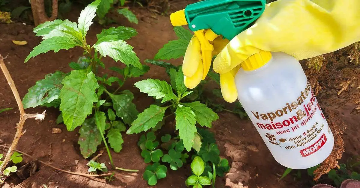 Un désherbant naturel pour 600m2